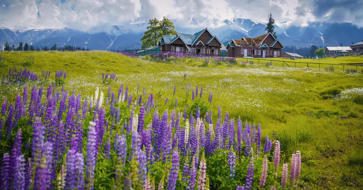 Culture & Cuisine of Kashmir: A Taste of Tradition