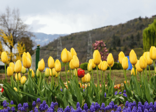 Adventure and Experiences in Kashmir
