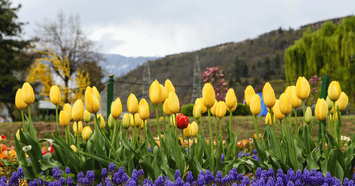 Adventure and Experiences in Kashmir